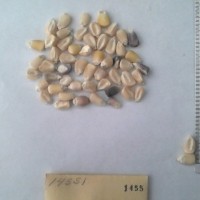 CIMMYTMA 1455 - Reference Inventory.jpg