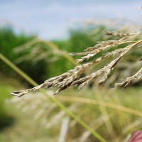 Echinochloa stagnina16031 flower2.JPG
