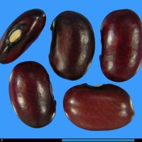 G2039 seed.jpg