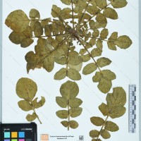 CIP 761129 herbarium