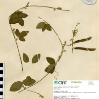 8756 herbarium