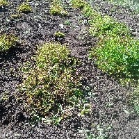 144354(Trifolium rueppellianum2134).jpg