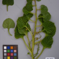 CIP 201053 Herbarium