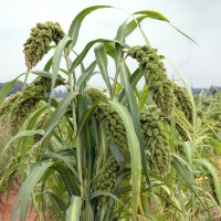 Foxtail millet-A.JPG