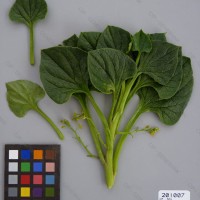 CIP 201007 Herbarium