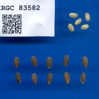 IRGC 83582 Seed Photo