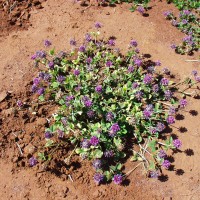 Trifolium mattirolianum 2060.JPG