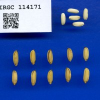 IRGC 114171 Seed Photo