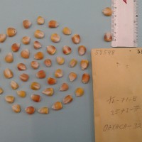 CIMMYTMA 5854 - Reference Inventory.jpg