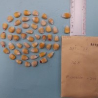 CIMMYTMA 8079 - Reference inventory.jpg