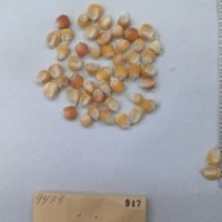 CIMMYTMA 947 - Reference Inventory.jpg