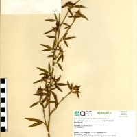 128 herbarium