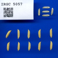 IRGC 5057 Seed Photo