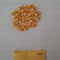 CIMMYTMA 4951 - Reference Inventory.jpg