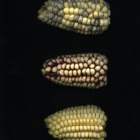 CIMMYTMA 24922 JUN 138 TC17U-2903-153 E.jpg