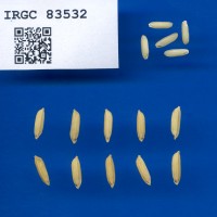 IRGC 83532 Seed Photo