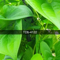 TDb-4122.jpg
