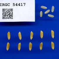 IRGC 54417 Seed Photo