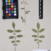 CIP 762631_OCHS 12596_09.jpg