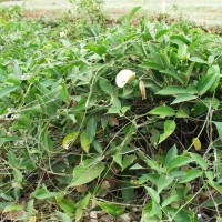 Centrosema macrocarpum 16556 sward.JPG