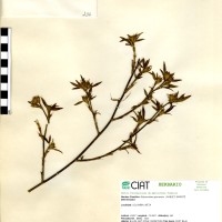 136 herbarium