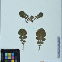 CIP 761464 herbarium