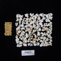 Popped and not popped comparison labeled.jpg