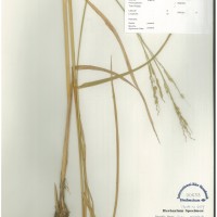 IRGC 101330 Herbarium
