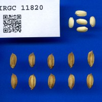 IRGC 11820 Seed Photo