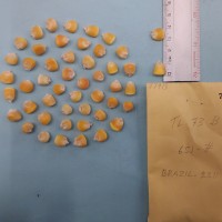 CIMMYTMA 7791 - Reference inventory.jpg