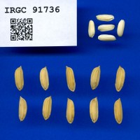 IRGC 91736 Seed Photo