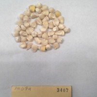 CIMMYTMA 3407 - Reference Inventory.jpg