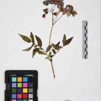 CIP 765690_RPSP 001_11.jpg