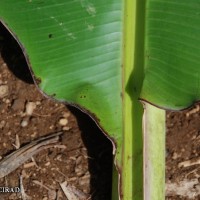 6.3.12 - Colour of leaf upper surface