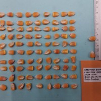 CIMMYTMA 15659 - Reference Inventory.jpg