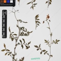 CIP 762915_SSTH 7397_03.jpg