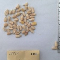 CIMMYTMA 1498 - Reference Inventory.jpg