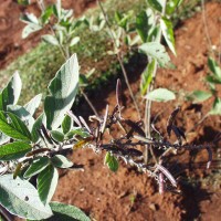 Pseudarthria hookeri 10082 pod.JPG
