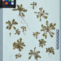 CIP 760772 herbarium