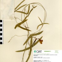 24170 herbarium
