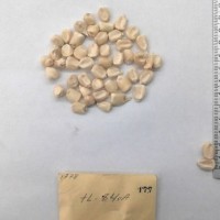 CIMMYTMA 177 - Reference Inventory.jpg