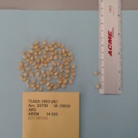 CIMMYTMA 25652 - Reference Inventory.jpg