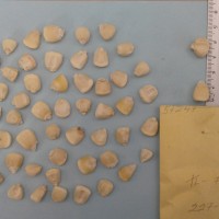 CIMMYTMA 5724 - Reference Inventory.jpg