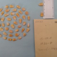 CIMMYTMA 6004 - Reference Inventory.jpg