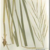 IRGC 81876 Herbarium