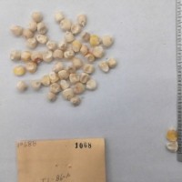 CIMMYTMA 1068 - Reference Inventory.jpg