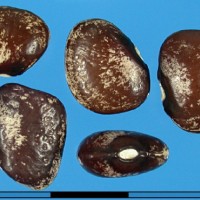 G25782 seed.jpg
