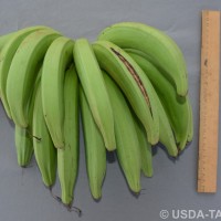 6.7.11 - Fusion of pedicels