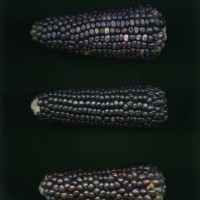 CIMMYTMA 27781 GUAT 1370 TC22U-2903-91 E.jpg