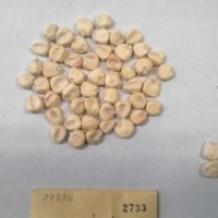 CIMMYTMA 2733 - Reference Inventory.jpg